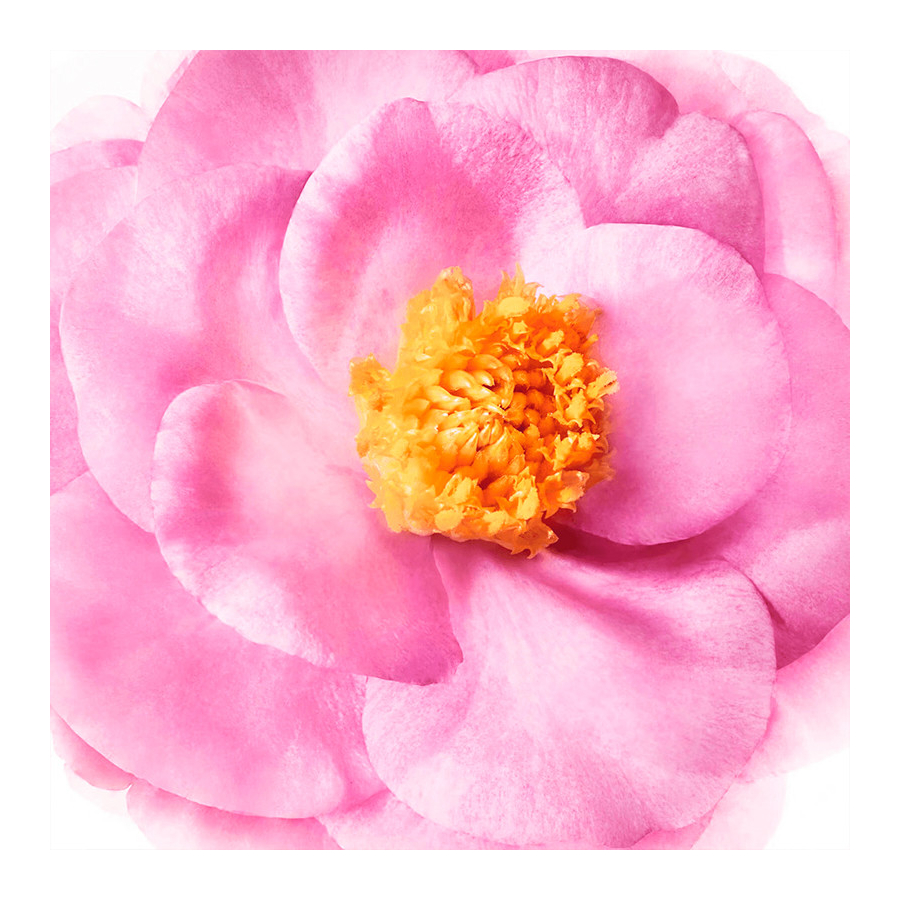 Champú Brillo Sublime Hair Prodigieux